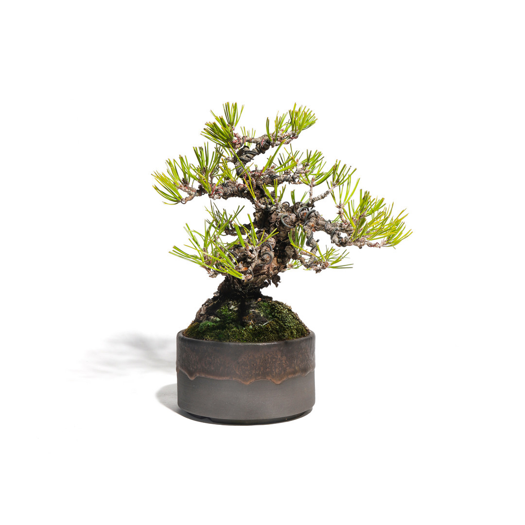 黒松 -Japanese black pine- （推定樹齢40年）-M0007-｜TRADMAN'S